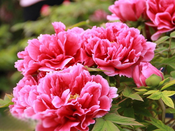 牡丹籽油的產(chǎn)地環(huán)境