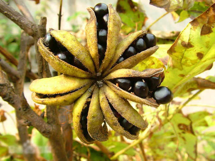 牡丹籽油行業(yè)標準